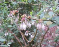 vaccinium corymbosum r.jpg